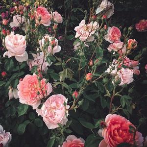 久久久82久久久
